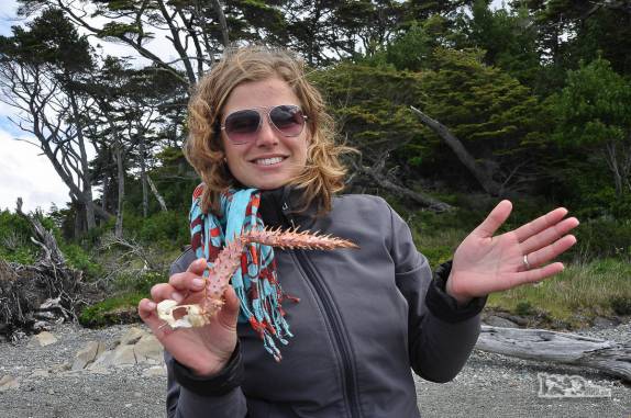 Encontrando uma pata de crustáceo gigante durante caminhada no extremo sul do Chile e da América, região de Punta Arenas